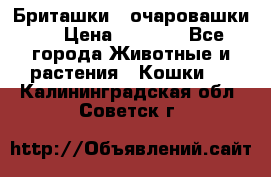 Бриташки - очаровашки.  › Цена ­ 3 000 - Все города Животные и растения » Кошки   . Калининградская обл.,Советск г.